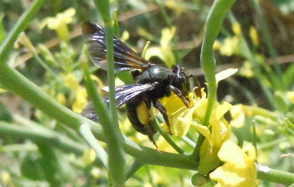 Andrena morio?